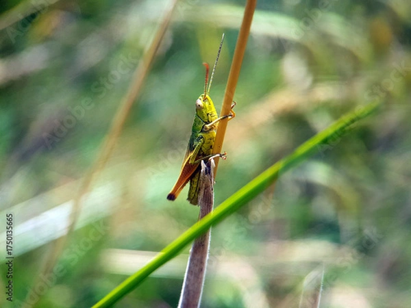 Obraz grasshopper on leaf autumn garden