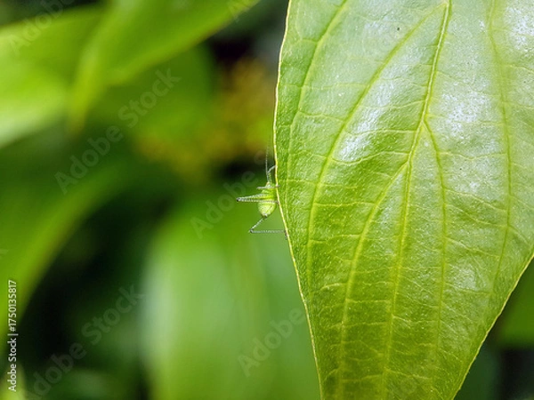 Obraz grasshopper on leaf autumn garden