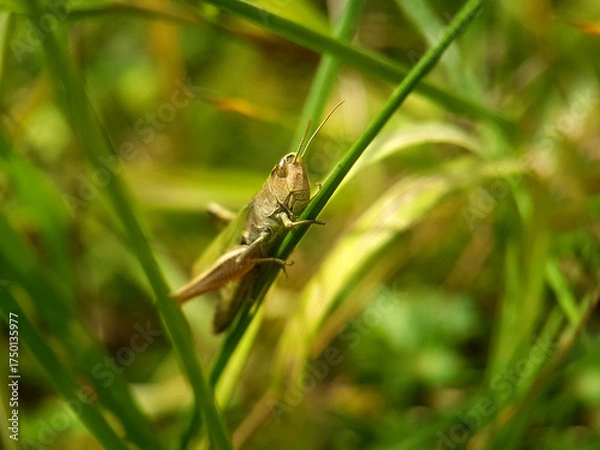 Obraz grasshopper on leaf autumn garden