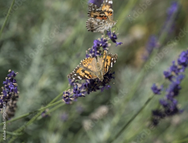 Obraz Butterfly Flower Pose