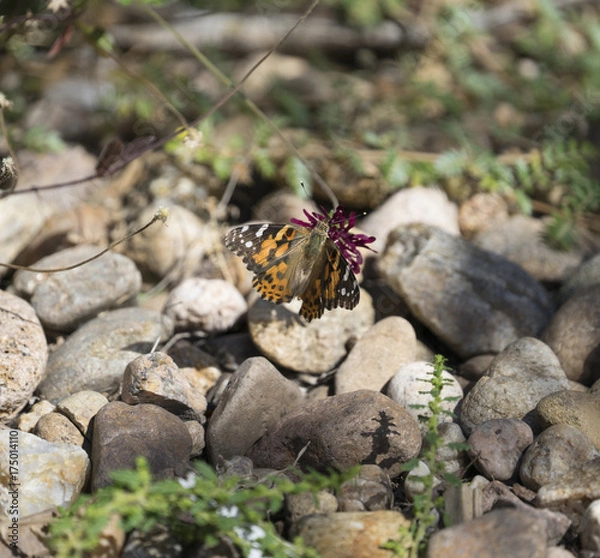 Obraz Butterfly Rock