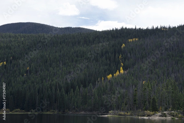 Obraz Yellow Tree Vein