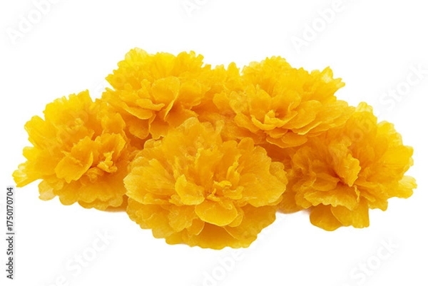 Fototapeta Yellow Coreopsis Flower isolated on transparent background