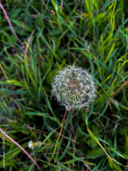 Fototapeta Herbst-Löwenzahn Blüte, Pusteblume mit unscharfem Hintergrund