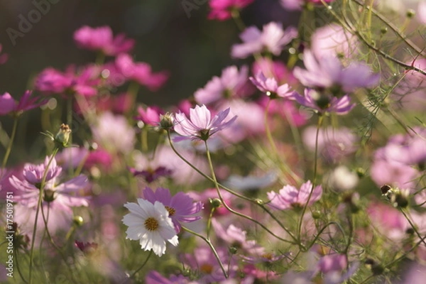 Obraz 夕暮れとコスモス