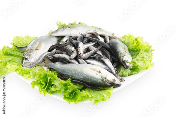 Obraz Anchovy and Bluefish 