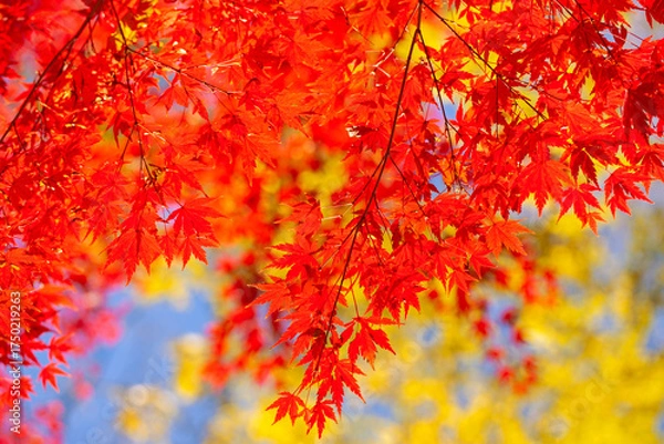 Fototapeta 秋の紅葉