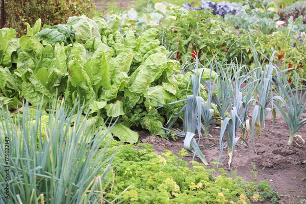 Fototapeta Gemüsebeet mit verschiedenen Gemüsen
