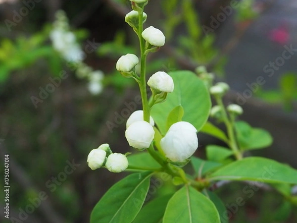 Fototapeta リキュウバイ