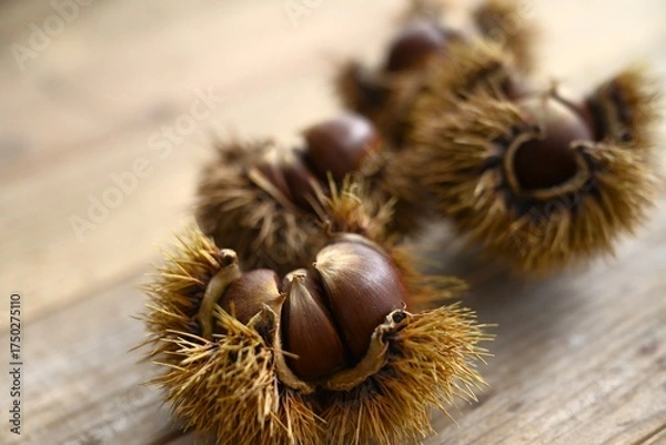 Obraz イガイガが付いている栗