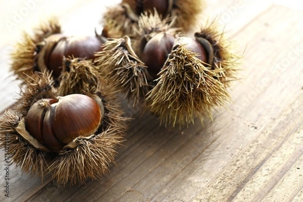 Obraz イガイガが付いている栗