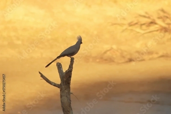 Obraz Sentinel at Dusk