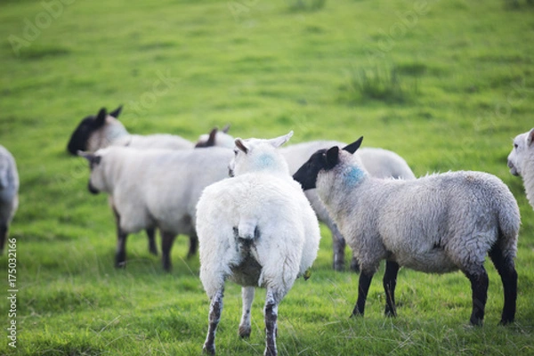 Fototapeta The Sheep of Wales 