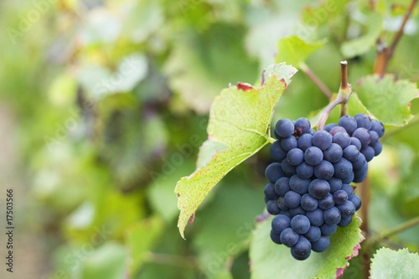 Obraz Grappe de raisin