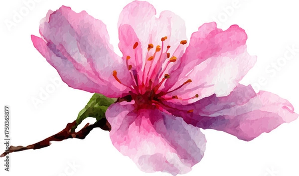 Obraz pink rose isolated on white