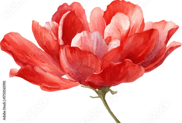 Obraz red tulip isolated on white