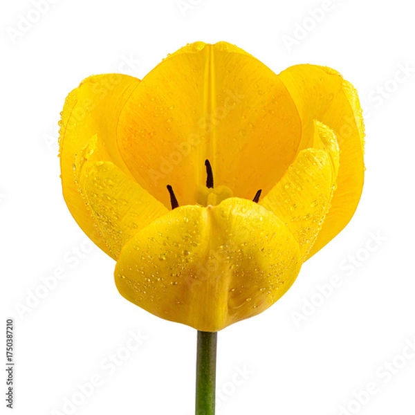Fototapeta Vivid closeup of a golden yellow tulip in full bloom, water droplets visible, black background