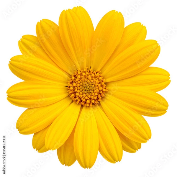 Fototapeta Close-up of a radiant, fully bloomed yellow flower with a textured brown center on black