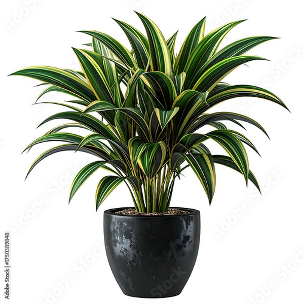 Fototapeta A lush, vibrant houseplant with variegated leaves in a glossy black pot, isolated on black