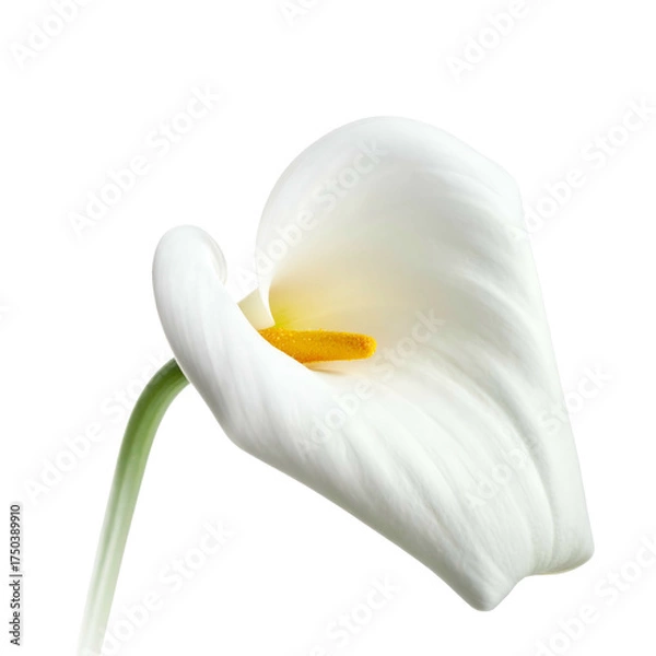 Fototapeta A pristine white arum lily, showcasing soft petal curves against a stark black backdrop