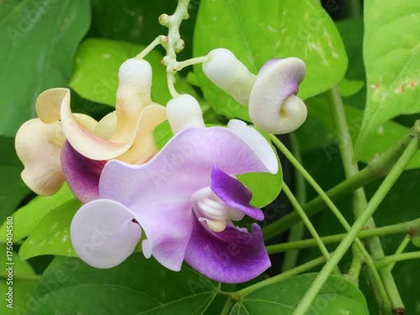 Obraz スネールフラワー