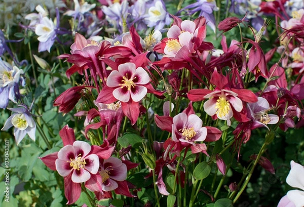 Obraz Aquilegia vulgaris Common columbine