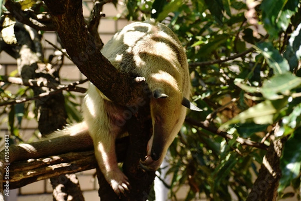 Fototapeta アリクイ