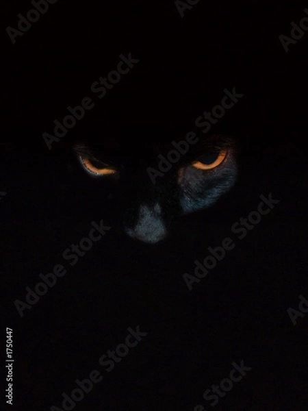 Obraz black cat eyes