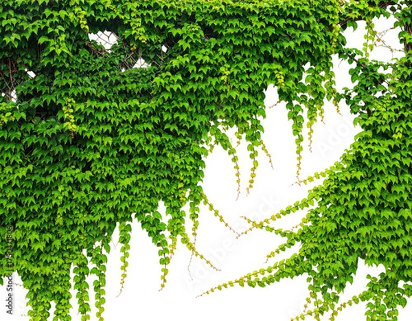 Fototapeta Dense, vibrant green ivy covers a surface, with trailing tendrils and a dark void