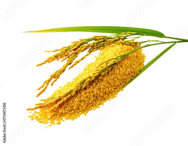 Obraz Image depicts a close-up of a pile of golden grains, stalks and leaves on black