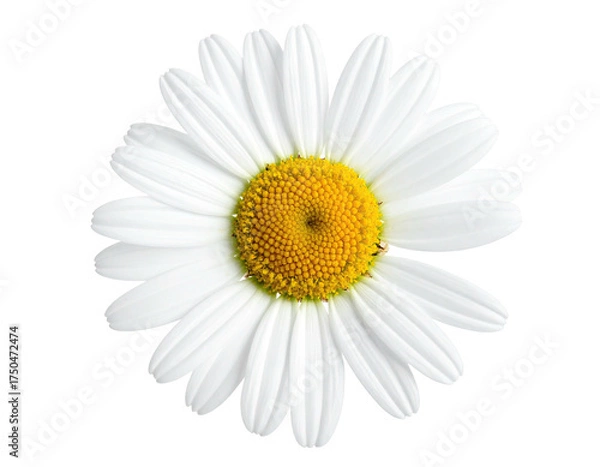 Fototapeta Isolated close-up of a daisy with white petals and a yellow center on black