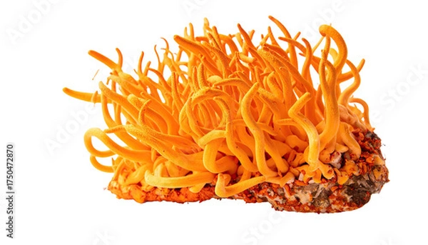 Obraz Vibrant orange, worm-like fungi, growing from a brown base with detailed texture