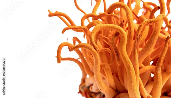 Fototapeta Close-up of a vibrant, coiled, orange-yellow fungi against a dark background