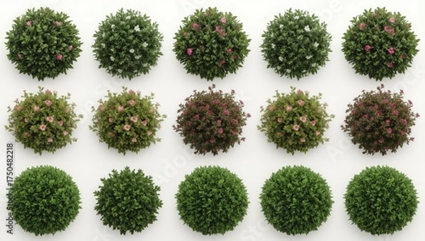 Obraz A collection of fifteen top-down views showcasing spherical shrubs in varying stages of bloom, with some displaying pink and white flowers against vibrant green foliage, 