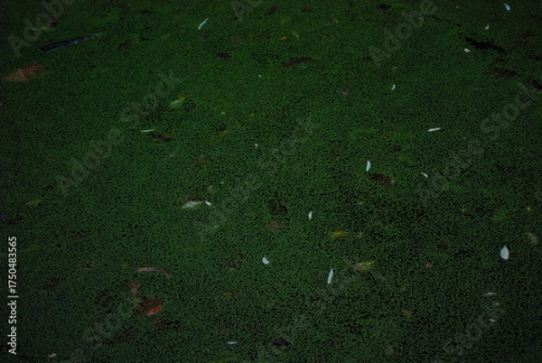 Obraz 水草、アオウキクサ、自然