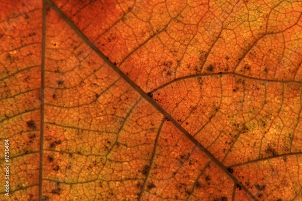 Obraz leaf nervation