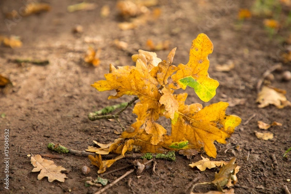 Fototapeta Acorn leaves in autumn