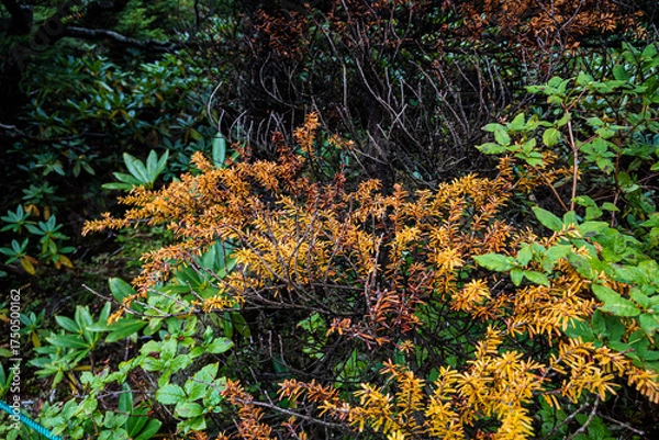 Obraz 長野県八ヶ岳北横岳初秋の紅葉