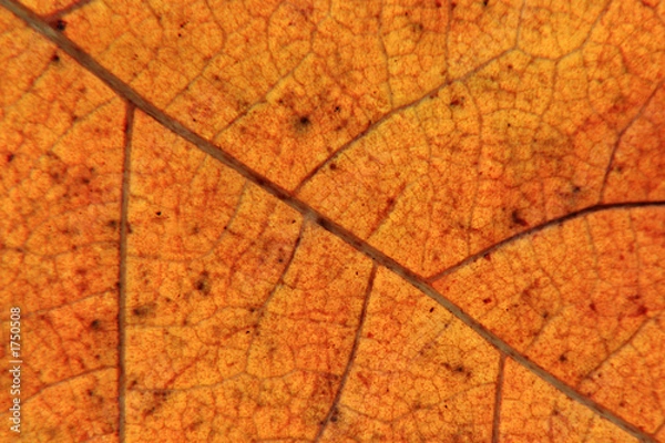 Fototapeta unerwienie liści