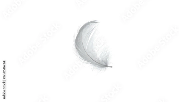Obraz A lone, fluffy white feather, delicately detailed, floats against a stark black backdrop