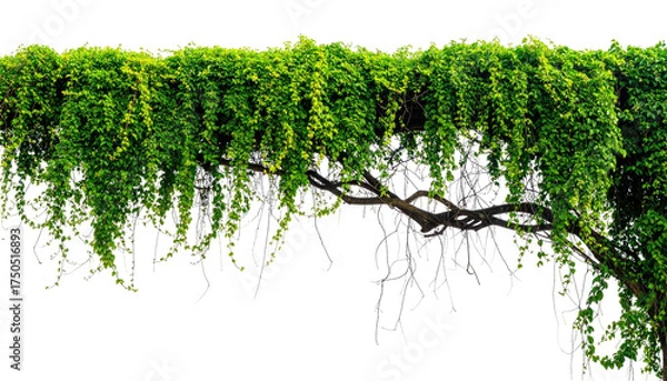 Obraz Lush green climbing plant, cascading from a sturdy branch against a clean background