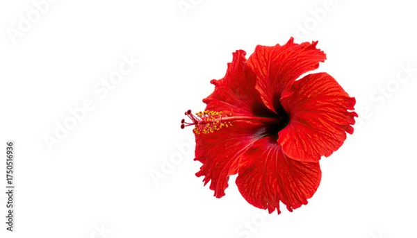 Obraz Vivid red tropical blossom, details visible against black background, side angle