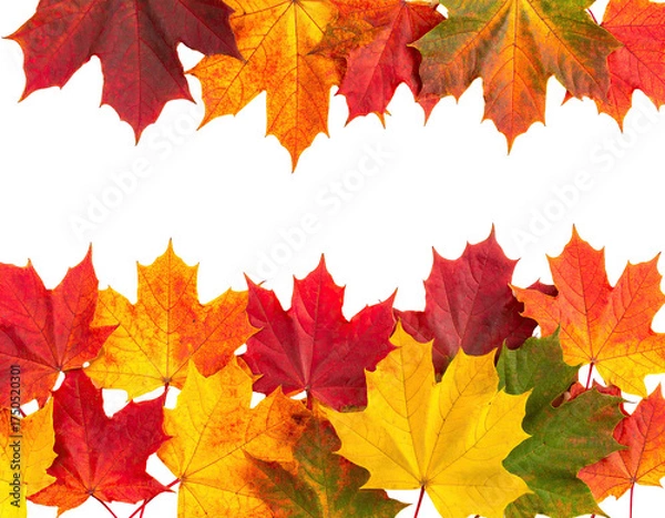 Fototapeta Colorful autumn maple leaves border a blank black space for text or design