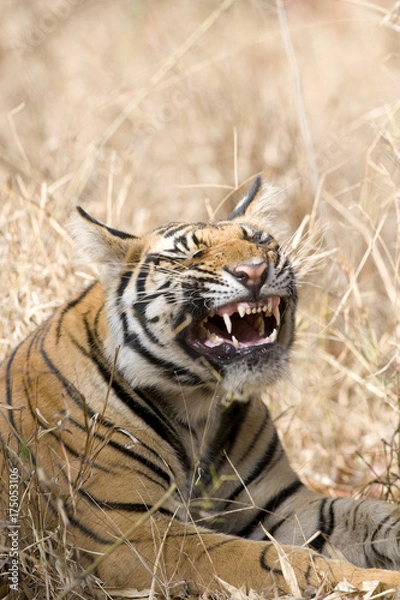 Obraz Tiger ist am Flehmen