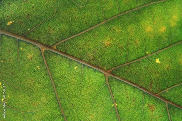 Obraz leaf nervation