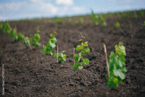 Obraz Young grape seedling in a spring ground