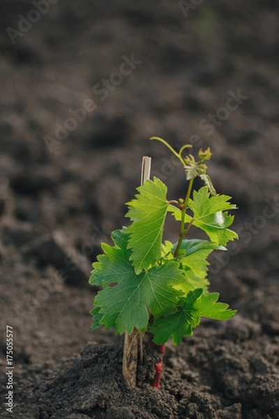 Obraz Young grape seedling in a spring ground