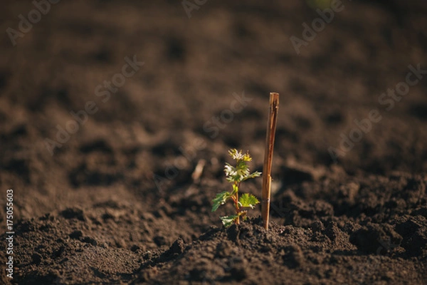Obraz Young grape seedling in a spring ground
