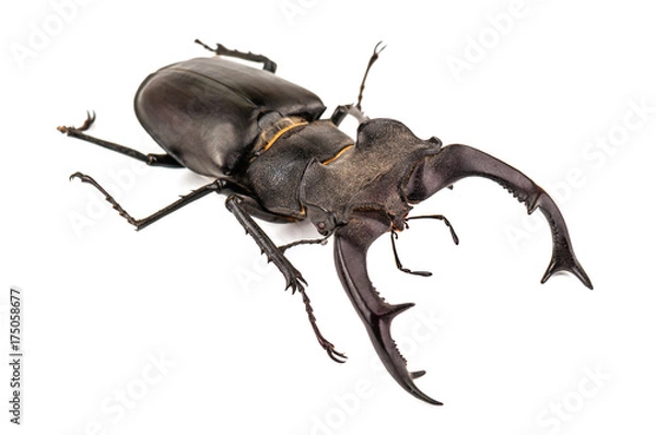 Obraz a beetle-deer
