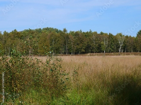 Fototapeta Tranquil marsh landscape featuring birch trees and dry grass